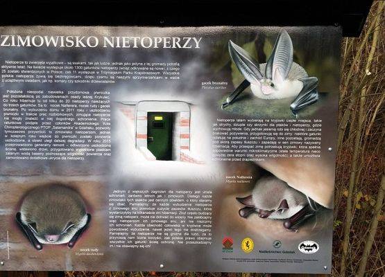 gatunki nietoperzy zimujące w odremontowanym obiekcie (fot. Konrad Bidziński) grafika