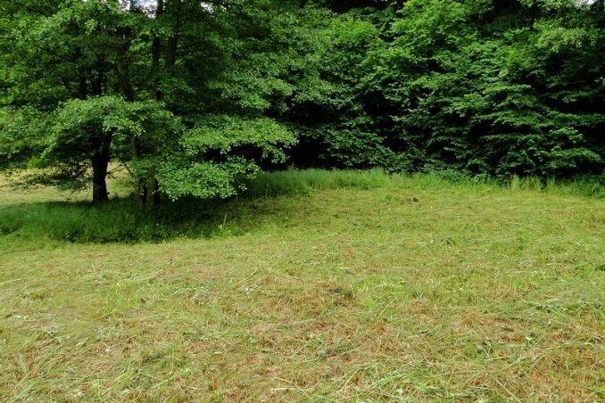 Ochrona czynna siedlisk łąkowych w Trójmiejskim Parku Krajobrazowym grafika