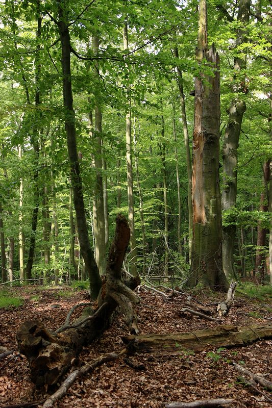Martwe drzewa pełnią bardzo ważną role w ekosystemach leśnych (fot. Dariusz Ożarowski)
