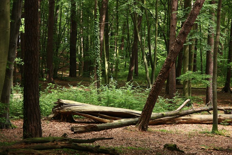 Drzewostan w rezerwacie "Zajęcze Wzgórze" (fot. Dariusz Ożarowski)