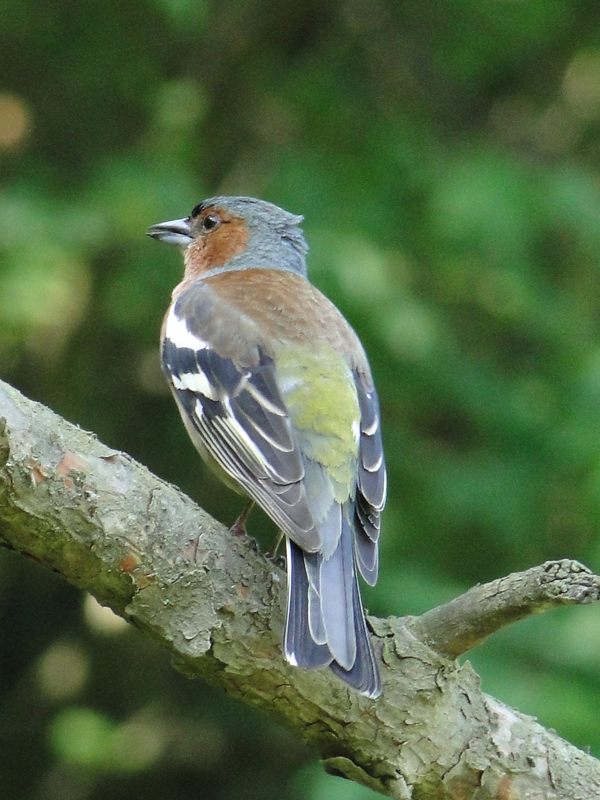 Samiec zięby - jednego z najpospolitszych ptaków leśnych (fot.Dariusz Ożarowski)