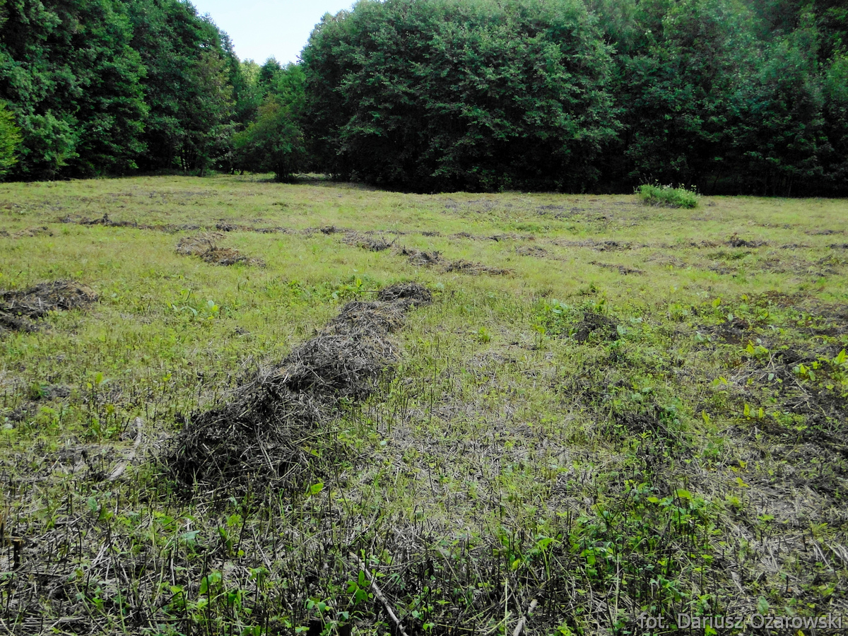 łąka storczykowa w rezerwacie Łęg nad Swelinią
