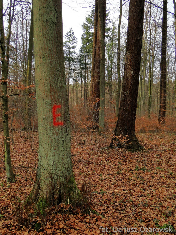  drzewo oznakowane do pozostawienia w trakcie prac rębnych