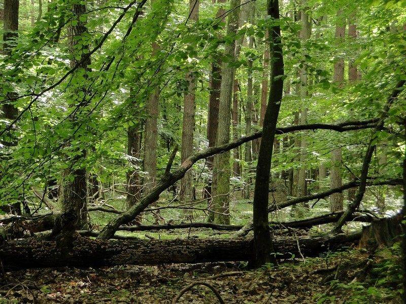 gęsty las dębowo-sosnowo-bukowy. Na pierwszym planie leżący pień drzewa porośnięty hubami.