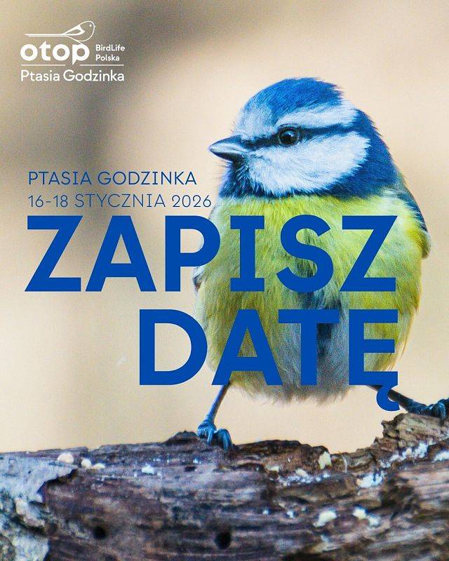 Grafika "Ptasia Godzinka" z Parkiem