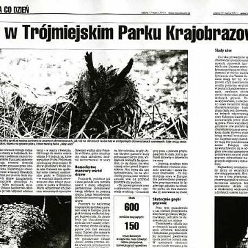 Sowy Trójmiejskiego Parku Krajobrazowego w prasie grafika