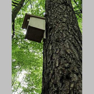 Kolejne budki lęgowe w Lasach Oliwskich grafika