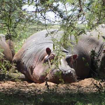 Fauna Tanzanii na spotkaniu Trójmiejskiej Grupy Lokalnej OTOP grafika