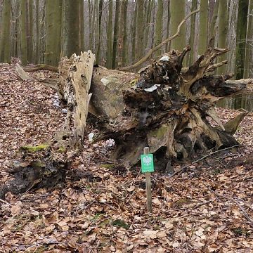 Trwają kontrole i znakowanie pomników przyrody w Trójmiejskim Parku Krajobrazowym grafika