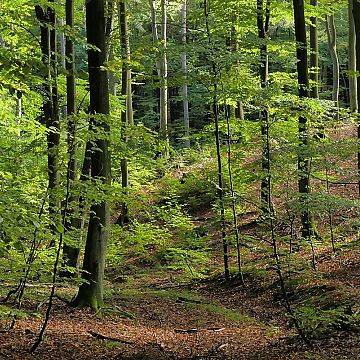 Trójmiejski Park Krajobrazowy „Zielonym skarbem Pomorza" grafika