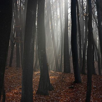 Orientuj się w Trójmiejskim Parku Krajobrazowym. grafika