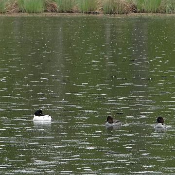 Monitoring populacji lęgowej gągoła w Trójmiejskim Parku Krajobrazowym grafika