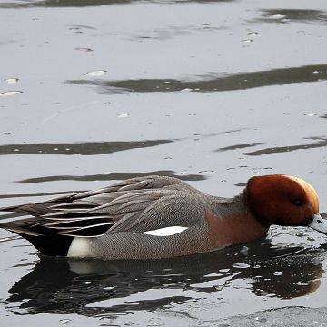 Grafika "Ptasia Godzinka" z Parkiem - wyniki liczenia