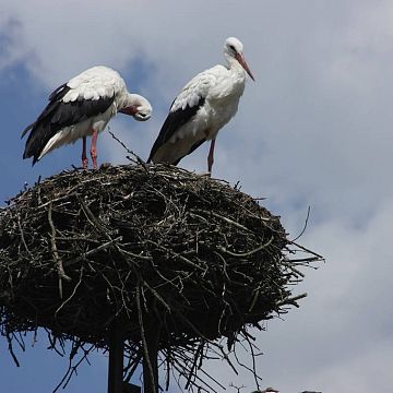 Rusza VII Międzynarodowy Spis Bociana Białego grafika