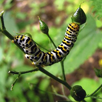 Konkurs fotograficzny „Flora i fauna Trójmiejskiego Parku Krajobrazowego” rozstrzygnięty grafika