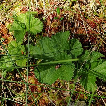 Coroczna kontrola stanowiska maliny moroszki w Trójmiejskim Parku Krajobrazowym grafika