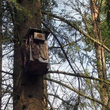 Ochrona rzadkich gatunków sów w Trójmiejskim Parku Krajobrazowym grafika