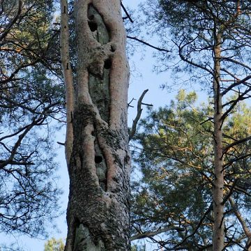 Ochrona zbiorowisk leśnych w Trójmiejskim Parku Krajobrazowym grafika