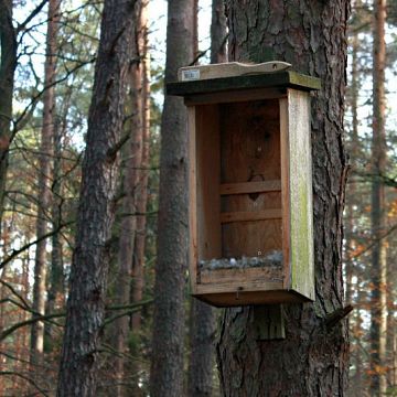 Ochrona dziuplaków w Trójmiejskim Parku Krajobrazowym grafika