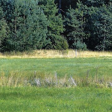 Konkurs fotograficzny „Życie śródleśnych łąk Trójmiejskiego Parku Krajobrazowego” - rozstrzygnięcie grafika