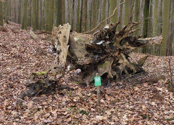martwe drzewo nadal pełni istotną rolę w ekosystemie (fot. Dariusz Ożarowski)