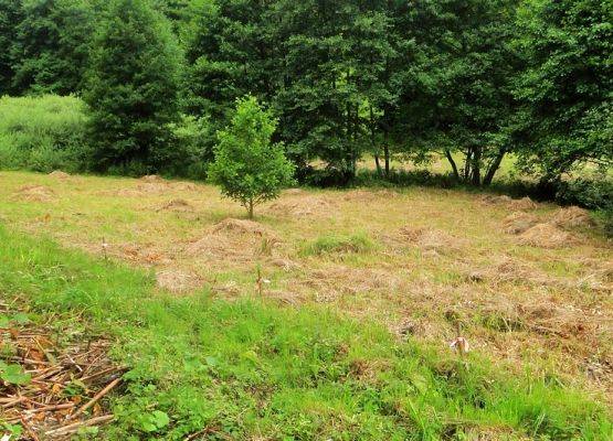 Skoszone łąki na obszarze użytku ekologicznego "Dolina Czystej Wody" (fot. Dariusz Ożarowski) grafika