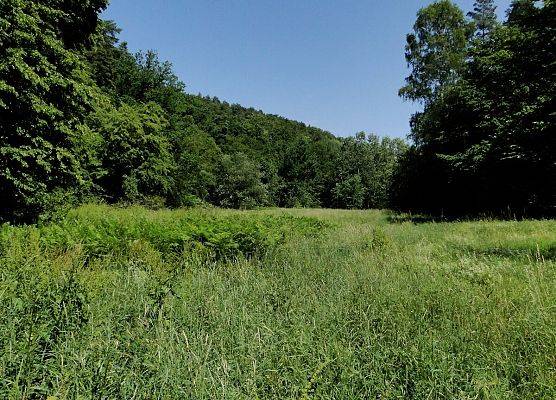 na zdjęciu: zielona łąka w Dolinie Samborowo sąsiadująca z lasem (fot. Dariusz Ożarowski) grafika
