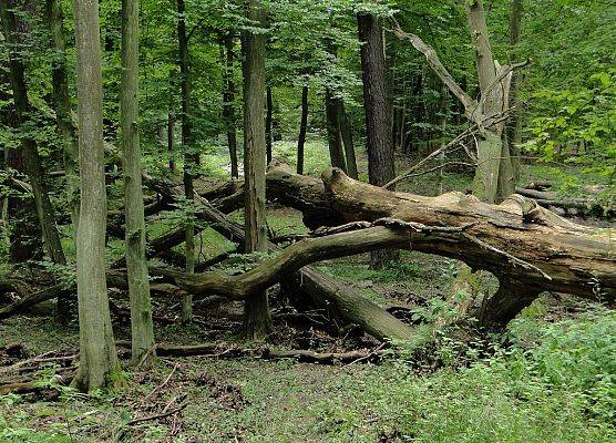 na zdjęciu: powalony, stary, uschnięty dąb leżący między drzewami (fot. Dariusz Ożarowski) grafika