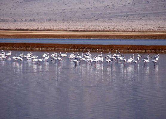 flamingi różowe (fot. Dariusz Ożarowski) grafika