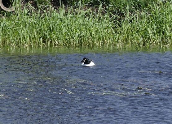 samiec gągoła (fot. Dariusz Ożarowski) fragment jeziora z pasem zielonej roślinności przybrzeżnej, na wodzie siedzi samiec gągoła z czarną głową, białymi plamkami u nasady dzioba oraz żółtymi oczyma; pierś i boki ciała są białe