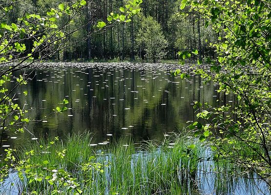 Jezioro Borowo - "najbogatsze" w gągoły jezioro w Trójmiejskim Parku Krajobrazowym (fot. Dariusz Ożarowski) Jezioro Borowo otoczone lasem w okresie letnim, przy brzegu pasy roślinności, na powierzchni wody liczne liście roślin pływających
