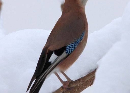 sójka - ptak tegorocznego Zimowego Ptakoliczenia (fot. Dariusz Ożarowski) grafika