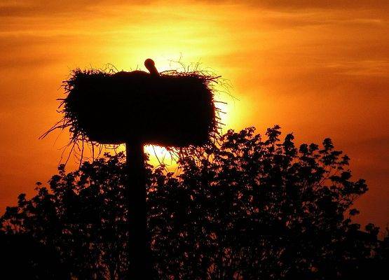 bocianie gniazdo w Schodnie we Wdzydzkim Parku Krajobrazowym (fot. Dariusz Ożarowski) grafika