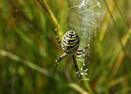 tygrzyk paskowany - gatunek pająka do niedawna objęty ochroną (fot. Dariusz Ożarowski) grafika
