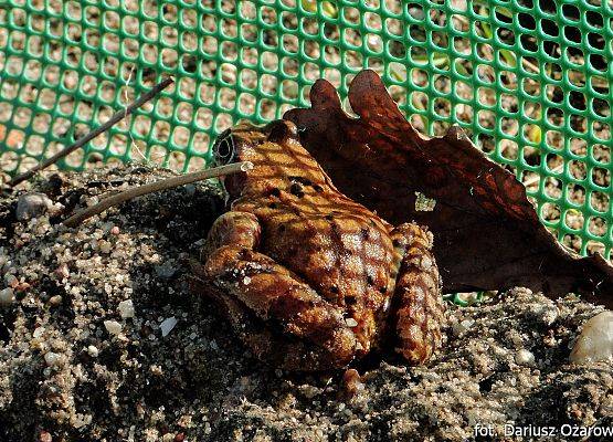 żaba trawna przy płotku w Wyspowie