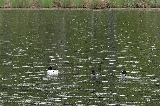 trzy dorosłe gągoły na wodzie jednego z jezior w TPK (fot. Dariusz Ożarowski) grafika