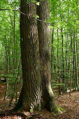 na zdjęciu pomnik przyrody nr 49 z bliska, widoczne dwa pnie dębu bezszypułkowego, rosnącego  na tle młodych drzew liściastych (fot. Dariusz Ożarowski) grafika
