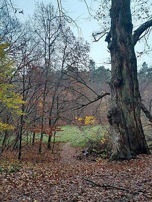 na zdjęciu: pomnik przyrody tzw. Gruby Dąb i widok na łąkę w Dolinie Samborowo (fot. Agnieszka Kowalewska) grafika