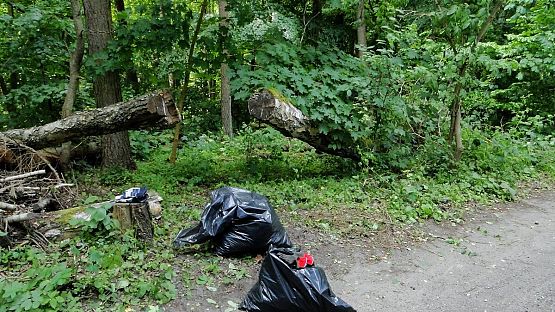 Grafika Rozpoczęły się zabiegi ochrony czynnej siedlisk łąkowych w Trójmiejskim Parku Krajobrazowym