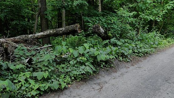 Grafika Rozpoczęły się zabiegi ochrony czynnej siedlisk łąkowych w Trójmiejskim Parku Krajobrazowym