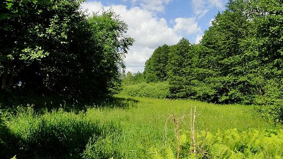 Dolina Czystej Wody - jeden z obszarów objętych czynną ochroną siedlisk (fot. Dariusz Ożarowski) grafika