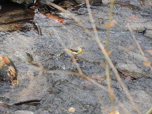 Grafika Pliszka górska w Trójmiejskim Parku Krajobrazowym