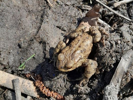 Grafika Czynna ochrona płazów w Wyspowie - podsumowanie tegorocznego sezonu