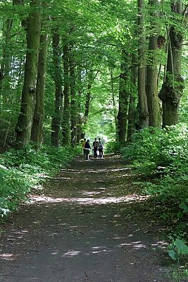 startujemy (fot. Marcin Węsiora) Grafika Z historii Pierwszego Marszobiegu Trójmiejskiego Parku Krajobrazowego "TPK Porusza"