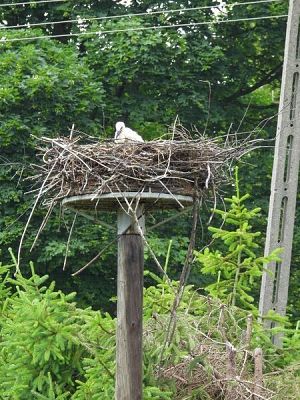 młody na jednym z nowych gniazd w Łężycach (fot. Dariusz Ożarowski) duże gniazdo z gałęzi zlokalizowane na metalowej podstawie umieszczonej na szczycie drewnianego słupa. Na gnieździe siedzi młody bocian z ciemnym dziobem. W tle ściana ulistnionych drzew.