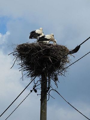 trójka młodych na gnieździe w Łężycach (fot. Dariusz Ożarowski) duże gniazdo z gałęzi zlokalizowane na szczycie betonowego słupa sieci elektrycznej. Na gnieździe stoją trzy młode bociany białe z ciemnymi dziobami.