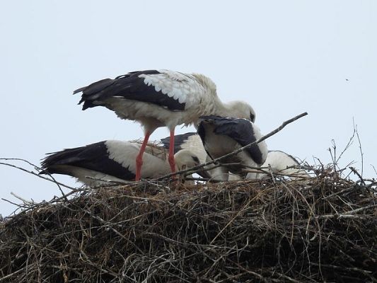 młode karmione na gnieździe w Nowym Dworze Wejherowskim (fot. Dariusz Ożarowski) duże gniazdo zbudowane z gałęzi, na którym stoi pochylony, dorosły bocian biały - z czerwonymi nogami oraz przykucają trzy młode bociany - o ciemnych dziobach.