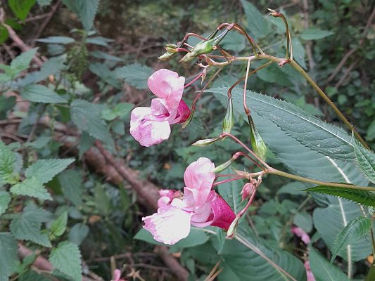 Zdjęcie przedstawia niecierpka gruczołowatego, roślinę o różowych kwaitach i ciemnozielonych liściach.