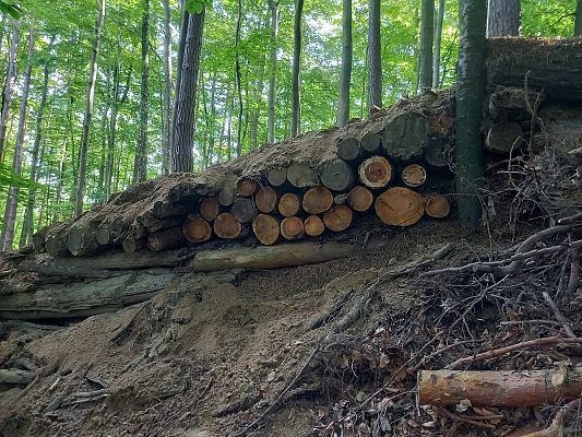 Grafika Czynny sprzeciw Służby Parku na wandalizm w lasach TPK