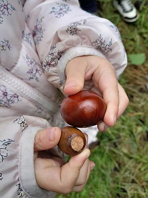 Na zdjęciu dłonie dziecka trzymające kasztana i żołędzia.